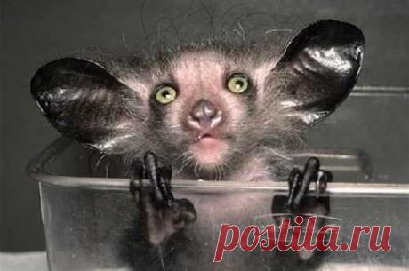 За что так смешно обозвали этих чудных животных? Выхухоль, свиноногий бандикут и остальная компания ждут вас в этом посте!