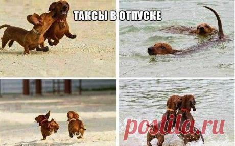 Таксы в отпуске