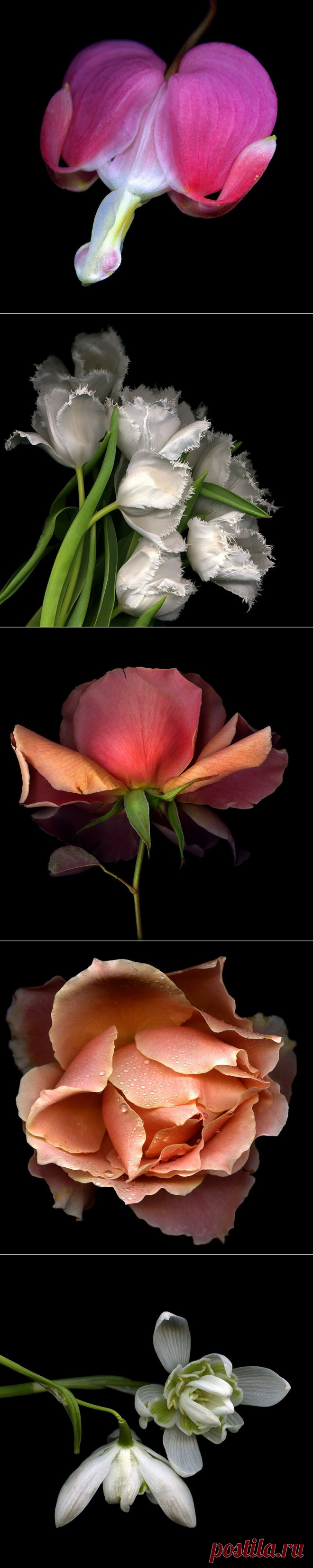 Красота на черном фоне..