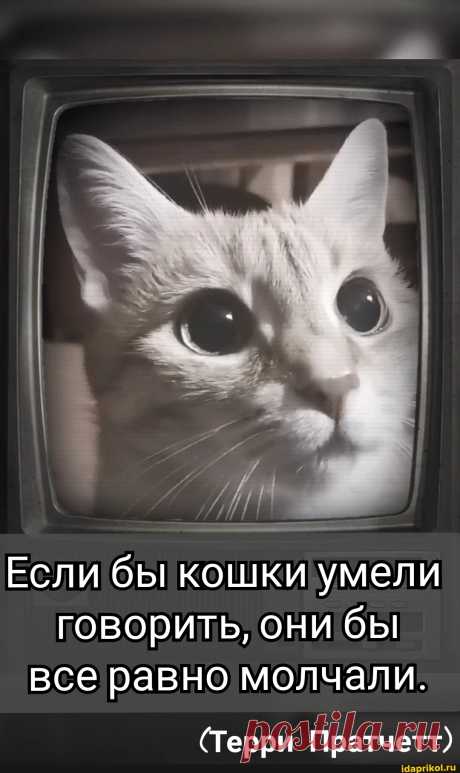 Если бы кошки умели говорить, они бы все равно молчали. (Терри Пратчетт) - ) / АйДаПрикол .)