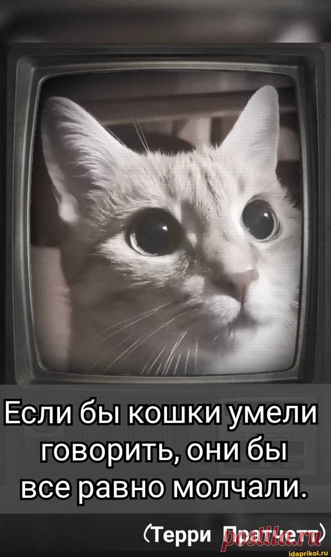 Если бы кошки умели говорить, они бы все равно молчали. (Терри Пратчетт) - ) / АйДаПрикол .)