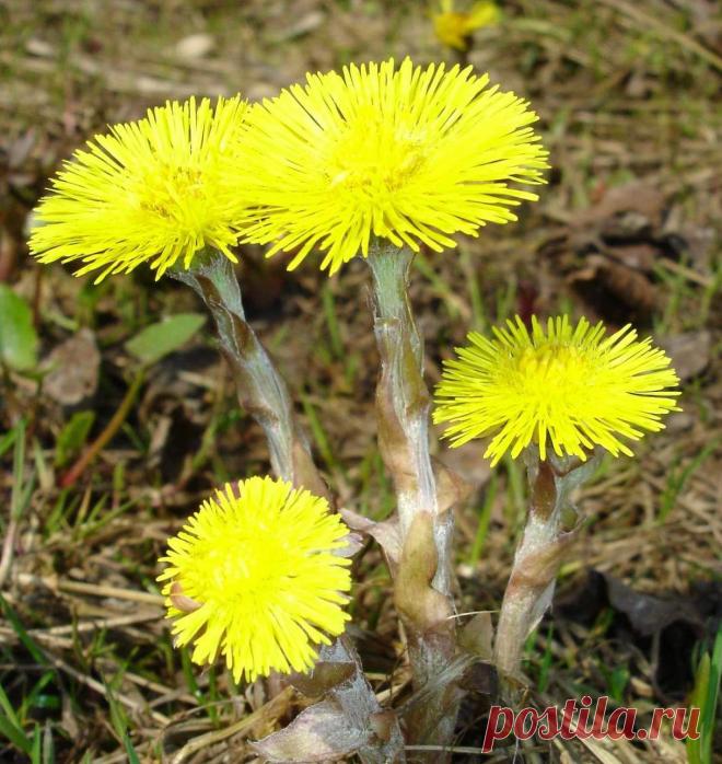 В народной медицине листья МАТЬ-И-МАЧЕХИ применяют вместе с цветками в виде отвара как отхаркивающее и потогонное при простудных заболеваниях, а также при воспалениях слизистых оболочек, катаре желудка (гастрит), почечных заболеваниях, катаре мочевого пузыря (цистит), катаре толстой и тонкой кишки (колит и энтерит). Также иногда растение используют в сборе с цветами черной бузины, липовым цветом, коровяком, окопником и другими растениями.