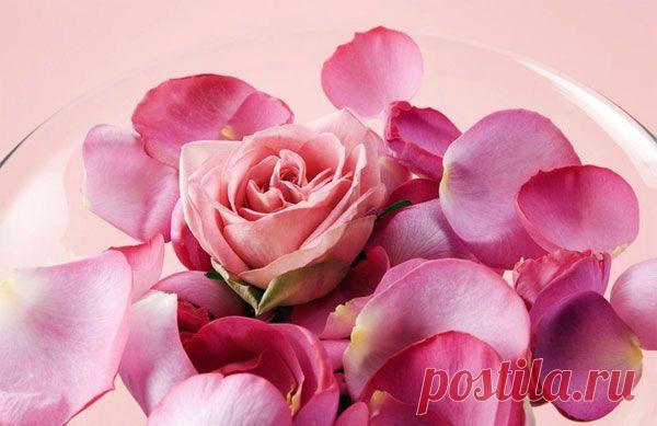 Лечебные свойства розы и розового масла