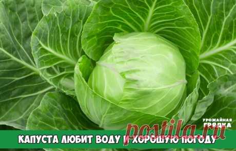 КАПУСТА ЛЮБИТ ВОДУ И ХОРОШУЮ ПОГОДУ

Чтобы голова не треснула.

 Осенью капустные кочаны часто растрескиваются из-за резких перепадов температур и влаги-обилия дождей и туманов.

Парадокс в том, что капуста известный водохлеб, однако переувлажнения боится.Что делать???

ЗА  месяц до уборки капусты нужно вообще перестать поливать, а если осадки сильные, прикрыть пленкой.

Есть другой прием.За 2-3 недели до уборки перерубают часть корней лопатой.Вода к растениям будет поступ...