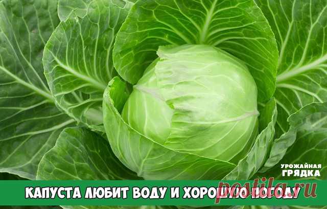 КАПУСТА ЛЮБИТ ВОДУ И ХОРОШУЮ ПОГОДУ

Чтобы голова не треснула.

 Осенью капустные кочаны часто растрескиваются из-за резких перепадов температур и влаги-обилия дождей и туманов.

Парадокс в том, что капуста известный водохлеб, однако переувлажнения боится.Что делать???

ЗА  месяц до уборки капусты нужно вообще перестать поливать, а если осадки сильные, прикрыть пленкой.

Есть другой прием.За 2-3 недели до уборки перерубают часть корней лопатой.Вода к растениям будет поступ...