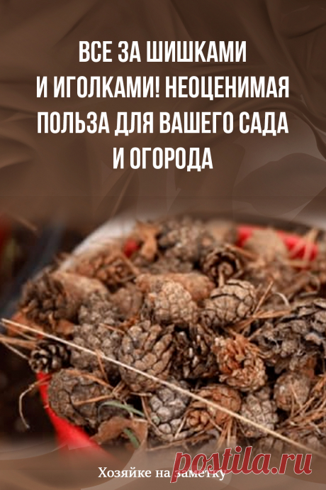 Все за шишками и иголками! Неоценимая польза для вашего сада и огорода