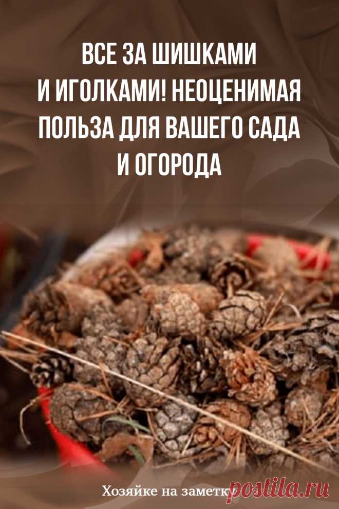 Все за шишками и иголками! Неоценимая польза для вашего сада и огорода