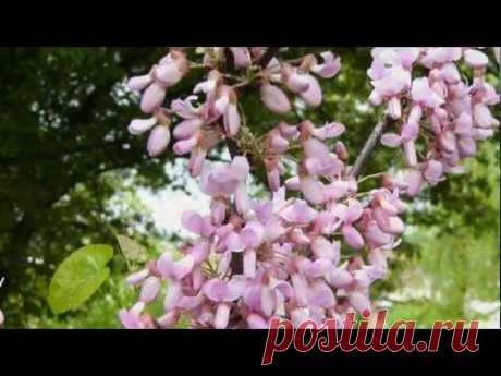 Людмила Сенчина - Белой акации гроздья душистые