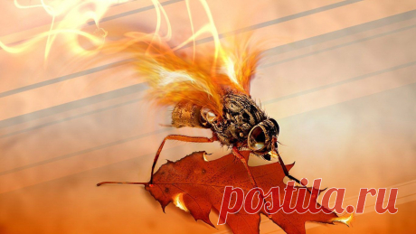 fire-wallpaper-1366x768.jpg (1366×768)