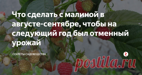 Что сделать с малиной в августе-сентябре, чтобы на следующий год был отменный урожай Закончилось плодоношение малины в саду? Последние любимые ягоды сняты с веток? Хотите, чтобы на следующий год урожай был крупнее и слаще? Читайте статью до конца!
Помните: нельзя бросать уход за многолетним растением после завершения плодоношения. Как минимум по трём причинам:
Малина потратила много сил на рост новых побегов, цветение, образование и вызреван