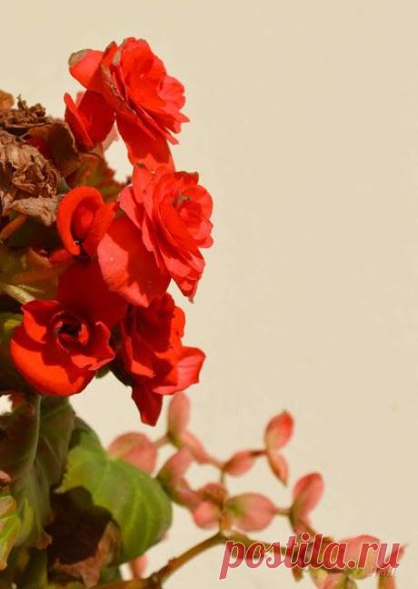 Цветы и позитив – Сообщество – Google+