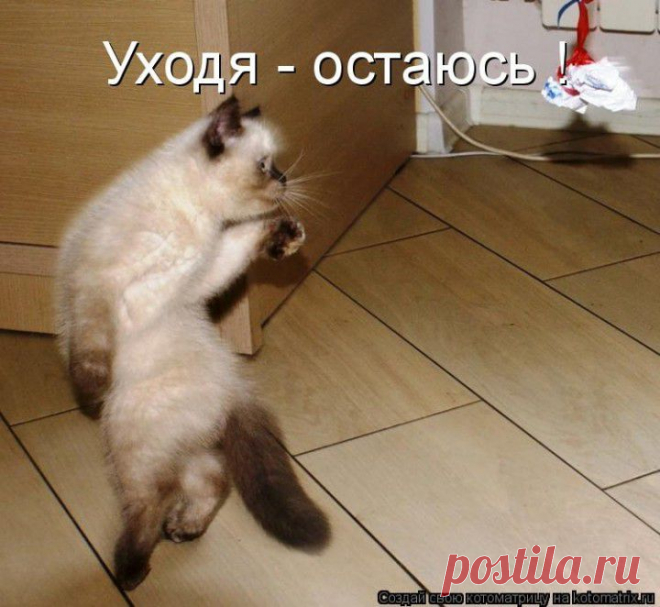 (+1) - Новые смешные котоматрицы понедельника! | ЛЮБИМЫЕ ФОТО