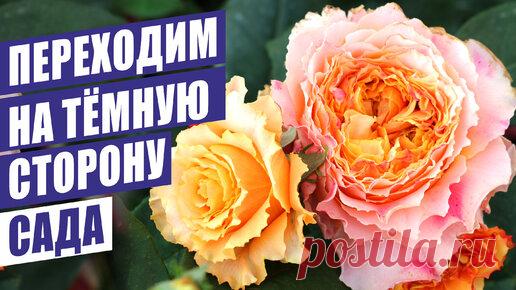 Счастливый садовод | ПЕРЕХОДИМ НА ТЁМНУЮ СТОРОНУ) ОБЗОР СОРТОВ РОЗ НА ТЕНЕВОЙ СТОРОНЕ САДА