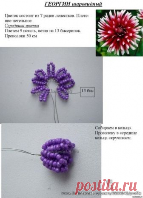 ГЕОРГИН ШАРОВИДНЫЙ. МК