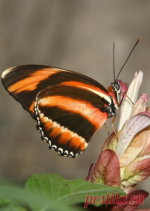 Butterfly by Marcie Sutton | Butterflies