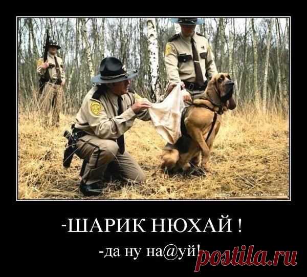 Багира