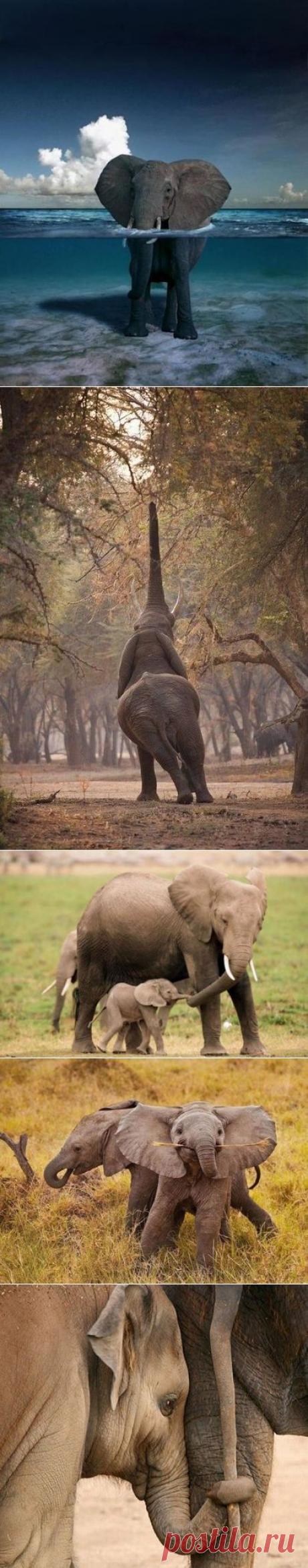 Великолепие слонов | НАШ ГОРОДОК
