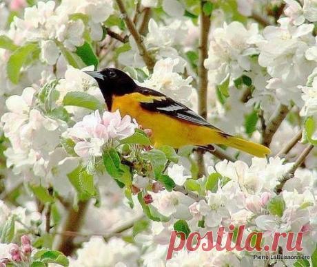 От белой яблони в цвету
Мне глаз не оторвать,
Невесты юной красоту
Я вижу в ней опять.
Ах, этот чудный аромат
Летает над землей,
Везде, куда не бросишь взгляд,
Цвет яблонь надо мной.
От дивной этой красоты
Становится светлей
И мимолетные мечты
Летят в душе моей.
Не долог белоснежный бал
И рано по утру,
Наряд торжественный пропал,
Осыпавшись в траву…

Елена Аткина