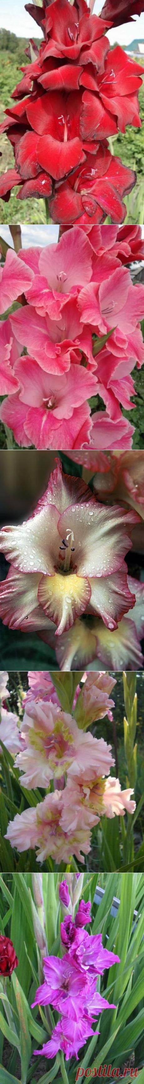 Гладиолусы | ШАГ НАВСТРЕЧУ