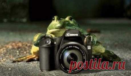 Иллюстратор фэнтези Яцек Йерка превращает дома в живые существа