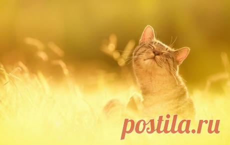 Яндекс.Картинки: поиск изображений в интернете, поиск по картинке