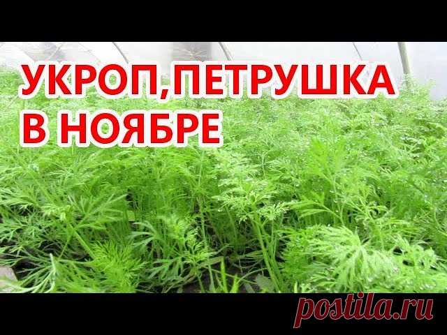 Выращивание укропа,петрушки в зимнем тоннели.