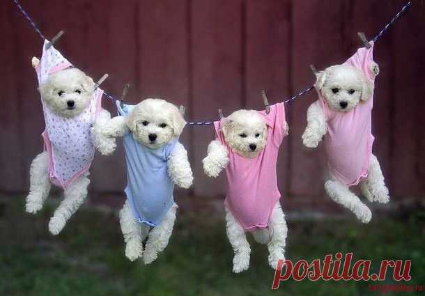 Таблица размеров одежды для собак | Империя Дам