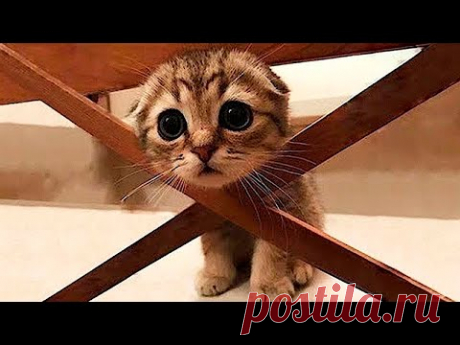 Я РЖАЛ ДО СЛЕЗ 😹 СМЕШНЫЕ КОШКИ И СОБАКИ | СМЕШНЫЕ ЖИВОТНЫЕ 2023 😹 ЛУЧШИЕ ПРИКОЛЫ #52