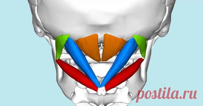 Подзатылочные мышцы. Как расслабить?