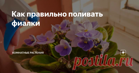 Как правильно поливать фиалки На Земле ни одно живое существо, ни одно растение не сможет жить без воды. Если без подкормок цветы и могут хоть как-то существовать, то без воды они погибают очень быстро.