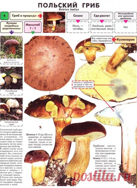 Картинки и название «Грибы Беларуси» (17 фото) ⭐ Забавник