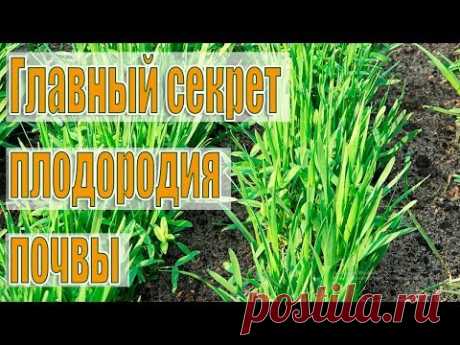 Проще не бывает!Как Улучшить ПЛОДОРОДИЕ и СТРУКТУРУ ПОЧВЫ без Навоза и Удобрений!