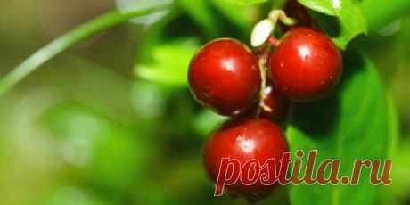 "Магия" брусники : Народная медицина : Здоровье : Subscribe.Ru