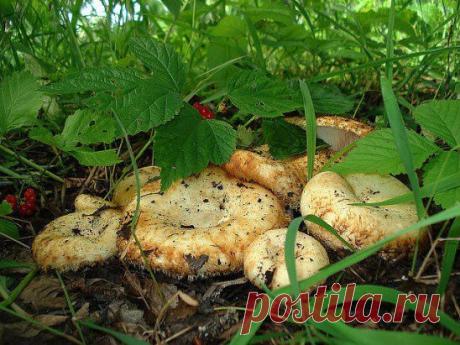 Одноклассники