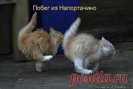 Побег из Напортачино !