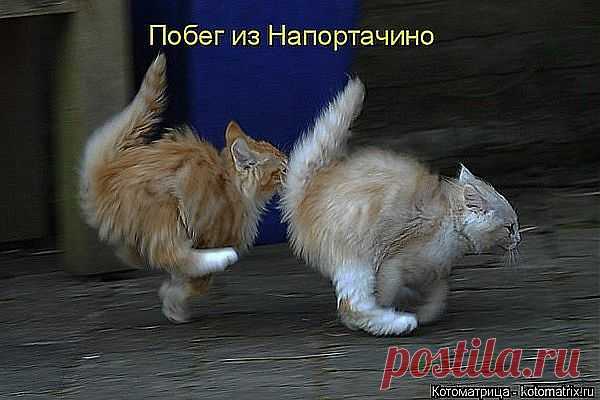 Побег из Напортачино !