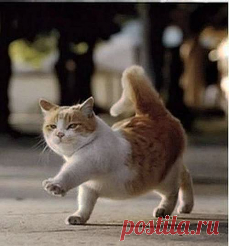 Cute Cats #2 | Cute Cats