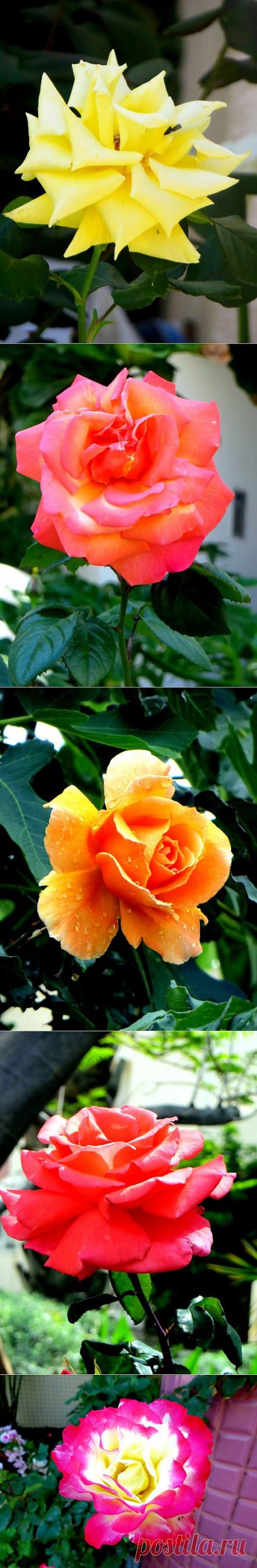 (+1) - Божественная красота королевы цветов - розы! | Фотоискусство