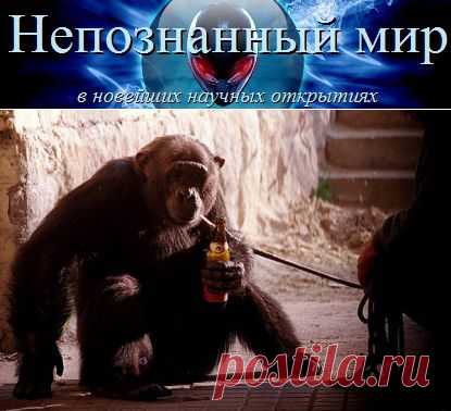 Общий предок человека узнал алкоголь 10000000 лет назад | Непознанный мир
Американские ученые выяснили: общий предок человека и человекообразных обезьян, древний гоминид, получил способность к расщеплению алкоголя 10000000 лет назад.