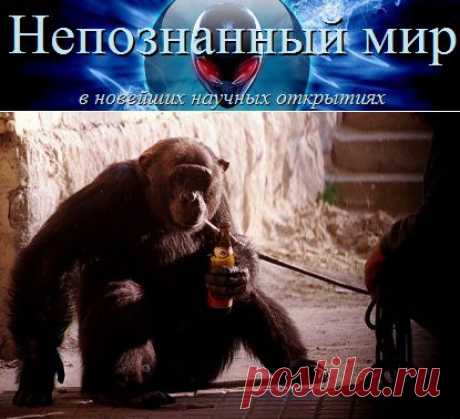 Общий предок человека узнал алкоголь 10000000 лет назад | Непознанный мир
Американские ученые выяснили: общий предок человека и человекообразных обезьян, древний гоминид, получил способность к расщеплению алкоголя 10000000 лет назад.