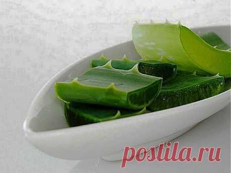 Алоэ в рецептах народной медицины / Будьте здоровы | Сам собі лікар!