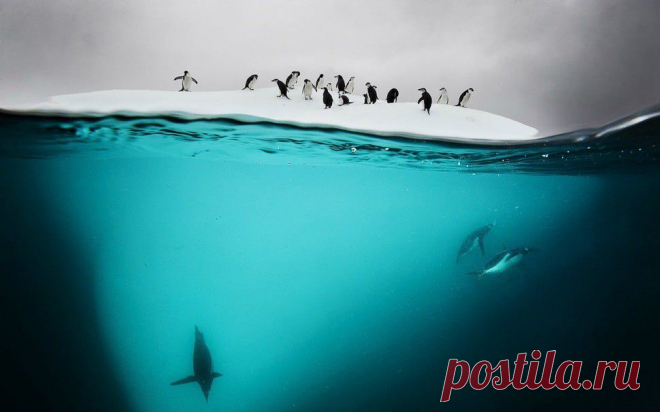 Что скрывается под водой: 34 невероятные фотографии - Познавательно
