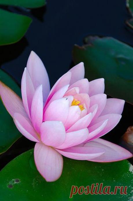 Найдено на сайте flickr.com.