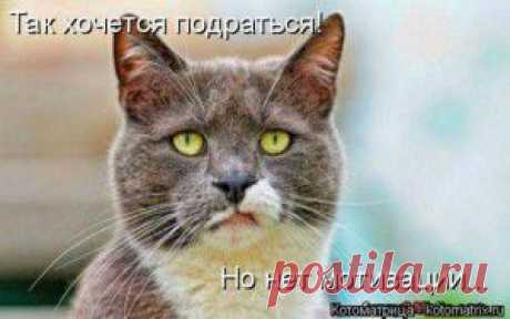 Наши молчаливые сожители ( котоматрица )