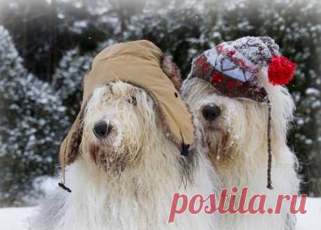 Большие, лохматые, неразлучные