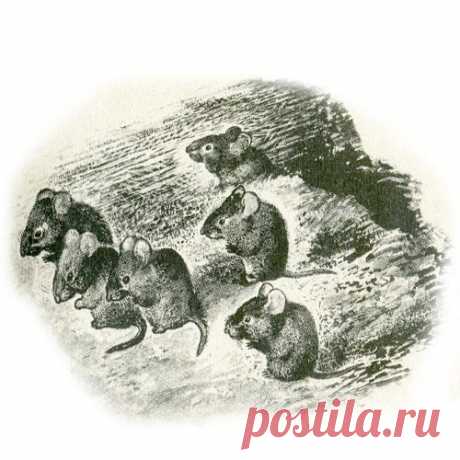 ГОРЕ-МУЗЫКАНТ