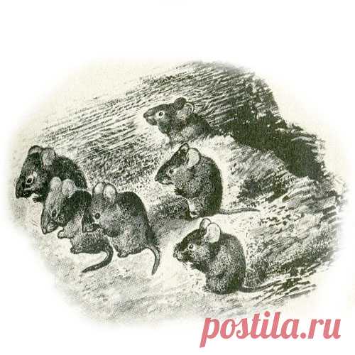 ГОРЕ-МУЗЫКАНТ