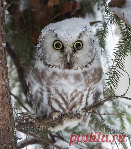 Мохноногий сыч  
Автор фото: Светлана Байбекова.