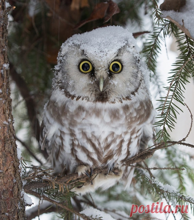 Мохноногий сыч  
Автор фото: Светлана Байбекова.