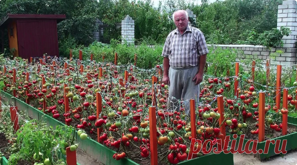 Я без химии одним действием ускоряю созревание помидор таким образом, что в мае уже на всю закрываю томатный сок. | Птицеферма Мироновых | Яндекс Дзен